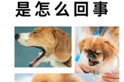 狗是不是咳嗽（狗咳嗽是狂犬病吗）