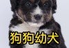 幼犬多长时间断奶（幼犬好久断奶）