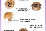 北京犬的性格特点及标准外观形态（北京犬特征）