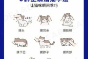 怎么让猫咪学会坐下（怎么训练猫咪坐下）