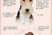 刚毛猎狐梗属于小型犬吗（刚毛猎狐梗是烈性犬吗）