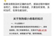 狗狗得了细小怎么办?（狗狗得了细小怎么办还能救活吗）