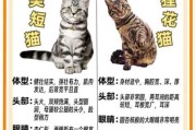 异国短毛猫怎么养（异国短毛猫怎么养活）