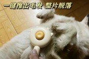 猫狗梳子能混用吗（猫狗梳子能混用吗视频）