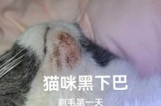 猫咪不停颤抖是什么原因导致的（猫咪不停的发抖怎么办）