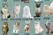 异国短毛猫种类（异国短毛猫品相鉴别）