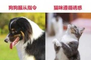 如何训练猫狗相处（如何训练猫狗相处的方法）