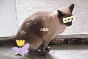 新养的猫不拉屎怎么办（新养的猫不拉屎怎么办视频）