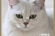 怎么才能让猫咪养成良好毛色（怎么才能让猫咪养成良好毛色的方法）