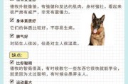 夏季如何饲养德国牧羊犬（德国牧羊犬家养）