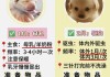 狗狗在怀孕期间应该如何喂养（狗狗怀孕饮食怎么安排）