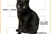 玄猫市场价（玄猫品种标准）