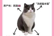 波斯蓝白猫（蓝白波斯猫多少钱一只）