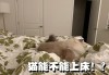 怎么训练小猫不爬床（怎么训练小猫不爬床呢）