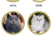 波斯猫价格多少钱一只纯种（波斯猫猫多少钱一只）