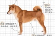 柴犬怎么判断（柴犬怎么判断纯不纯种）