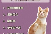 猫咪为什么可以当宠物（猫咪为什么可以当宠物养）