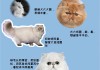 波斯猫饲养注意（波斯猫饲养注意什么）