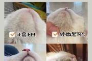 猫咪黑下巴是什么原因引起的（猫下巴那一堆黑点是什么怎么治）