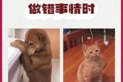 猫咪照顾狗狗（猫咪照顾狗狗的文案）