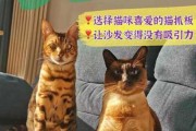 猫爪子抓沙发怎么办（猫抓沙发怎么解决）