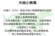 什么是犬细小病毒性肠胃炎（犬肠炎型细小病毒的合理治疗方案）