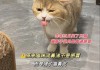 2个月猫咪打喷嚏（2个月猫咪打喷嚏流鼻涕）