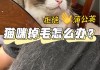 宠物猫夏天掉毛怎么办（我家猫夏天掉毛严重）