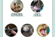 猫白血病病毒是怎么传染给人的（猫白血病病毒感染的主要临床表现）