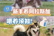 新手阿拉斯加怎么养（新手怎么养阿拉斯加幼犬）