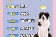 边境牧羊犬怎么养?这几个方面要记牢（边境牧羊犬详细介绍）