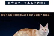 猫咪关节炎能治愈吗（猫咪关节炎能治愈吗视频）