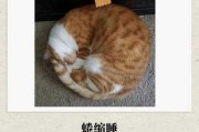 猫咪不信任主人的表现（猫不再信任我怎么挽回）