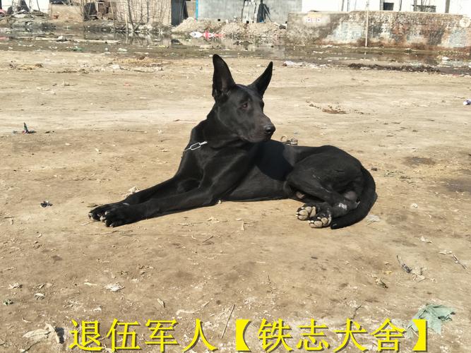 探索中华黑狼犬：优点与缺点一览