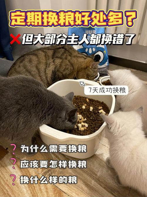 喂猫粮的正确方法：如何保证猫咪健康饮食？