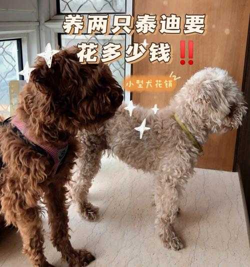 泰迪犬怎么饲养方法（泰迪犬如何饲养）