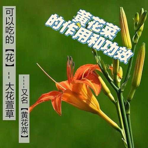 黄花菜的功效与作用（黄花菜的功效与作用图片）