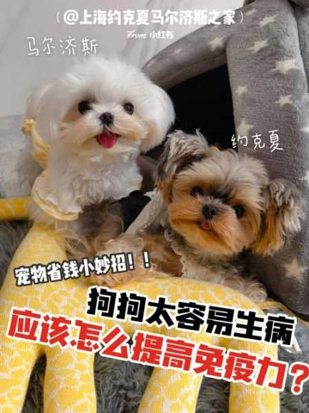 怎么帮幼犬增加抵抗力呢（怎样增强幼犬的免疫力）