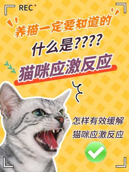 怎么处理猫的应激反应（猫猫应激反应怎么缓解）