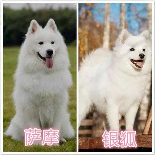 爱斯基摩犬和萨摩耶哪个好看（爱斯基摩犬和萨摩耶的区别是什么）