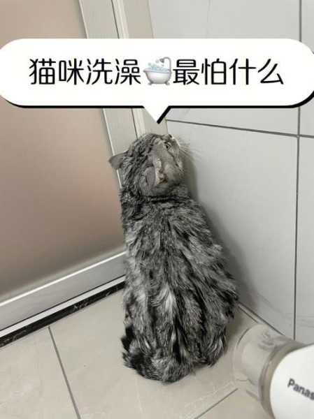 猫咪拉肚子的时候可以洗澡吗（猫咪拉肚子能洗澡吗?）