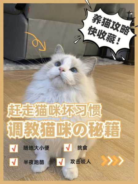 怎么调教出一只优秀的猫咪（怎么调教出一只优秀的猫咪视频）