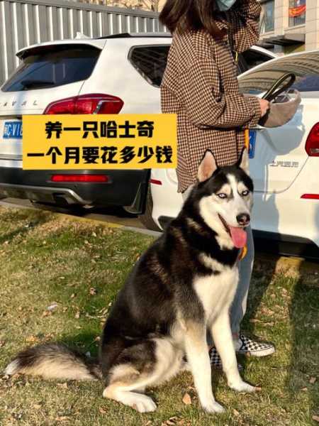 养哈士奇一个月多少钱的伙食（养哈士奇一个月多少钱的伙食费合适）