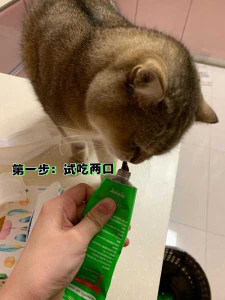 怎么喂猫吃药?给猫咪吃（如何给猫喂药?）