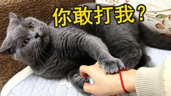 猫咪挨打后还会跟主人好吗（打猫哪里最疼却打不坏）