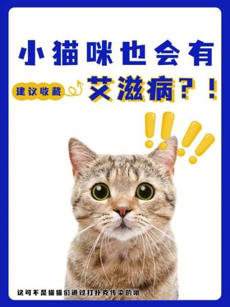 猫会感染艾滋病吗?（猫会感染艾滋病吗会传染吗）