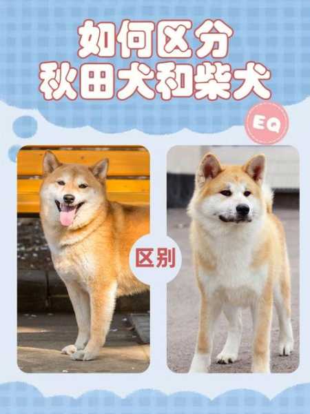 秋田犬训练科目口令和手势（秋田犬如何饲养）