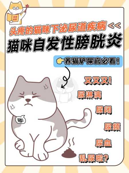 猫特发性膀胱炎容易复发吗（猫特发性膀胱炎容易复发吗女性）