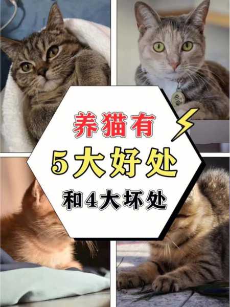 养猫好吗以及养猫的危害有哪些（养猫的好不好）