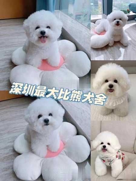 比熊犬怎么挑选（买比熊犬怎么挑选）